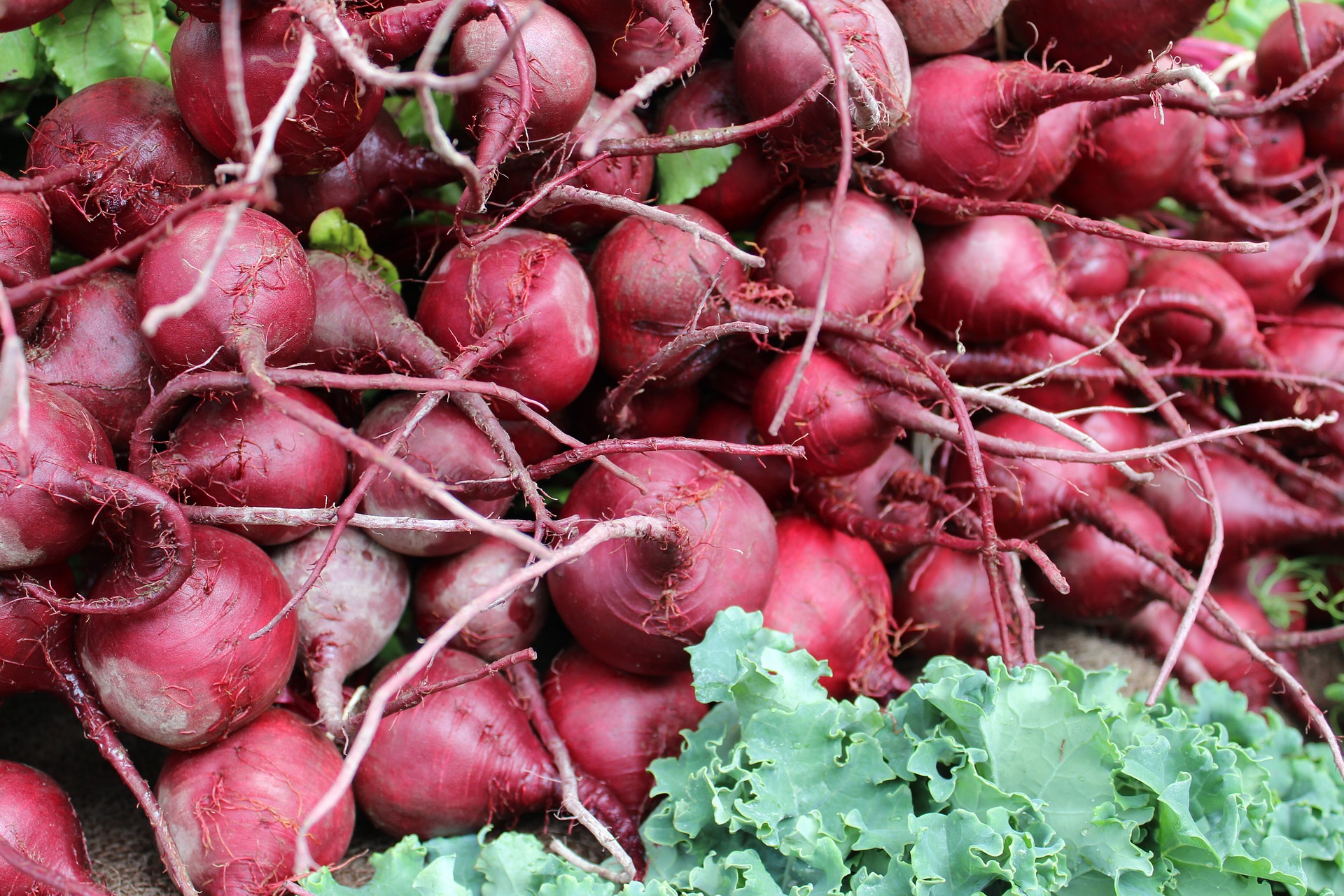 Freshly Harvested Red Beets