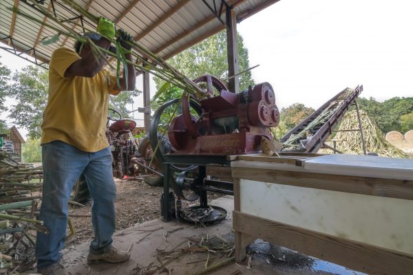 Sorghum Juice Extraction