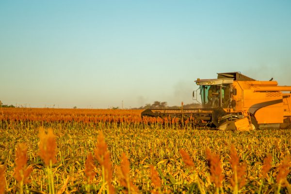 Harvesting of Sorgo