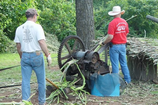 Sorghum Juice Extraction